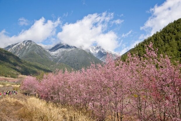 武陵農場櫻花區共有200公頃,每年都吸引大批民眾上山賞櫻。