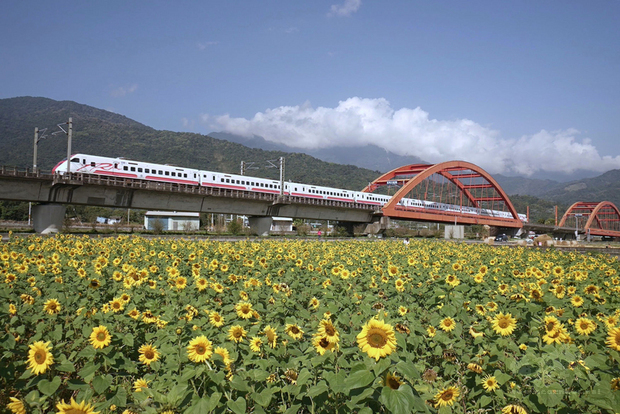 花蓮玉里鎮客城鐵橋的農民趁著休耕期種植向日葵，正好趕上農曆春節假期，希望讓民眾看到不一樣的玉里景色。