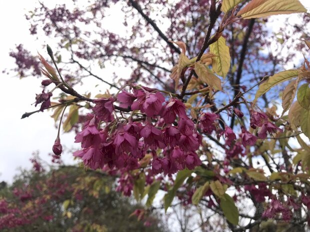 阿里山此刻盛開的山櫻花。(嘉義林管處提供)