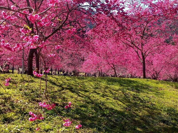 日月潭櫻花季登場,主要賞櫻地點之一的九族文化村內5000棵櫻花陸續綻放,企劃部經理黃瑞奇19日表示,園區櫻花開得多又茂盛,且相當難得是,不同品種櫻花原本花期錯開,今年開花時間變得接近、集中。(九族文化村提供)