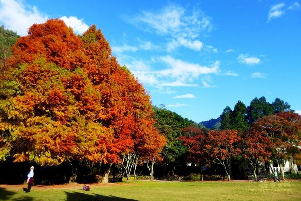 奧萬大國家森林遊樂區是林務局推動森林療癒示範場域，擁有全國最大天然楓香純林，為讓民眾更能感受森林帶來的身心療癒益處，園區3月13日及14日舉辦2天1夜森林療癒課，歡迎民眾體驗。（林務局提供）