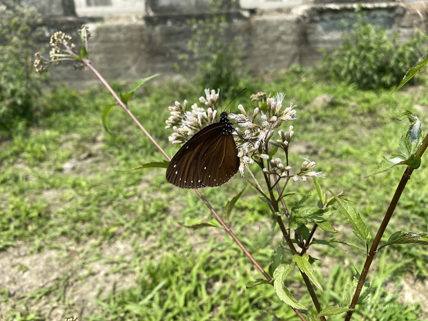 雲林縣林內鄉2021紫斑蝶季27日登場,台灣紫斑蝶生態保育協會副理事長陳瑞祥受訪指出,預估最佳賞蝶期落在清明節前後,將有機會看到蝶影滿天的美景,屆時蝶量多,若有必要將申請高速公路單線封道讓路。(林內鄉公所提供)