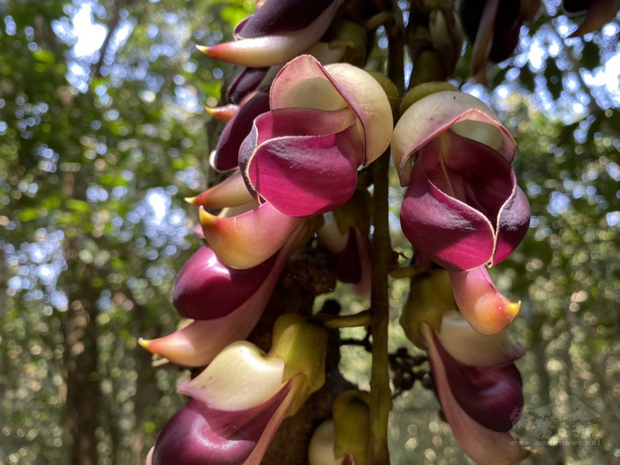 每年3、4月為血藤花開的季節,花期只有7天左右,一
串串猶如紫紅色的風鈴垂掛在樹梢。
(台東林管處提供)