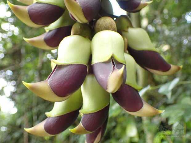 「血藤」為豆科,屬常綠蔓性木質大藤本植物,莖具有
攀緣性,生態解說員薛惠芳表示,日前在富里鄉的羅山
瀑布附近看到血藤蹤跡,趕緊拍照記錄。
(讀者薛惠芳提供)