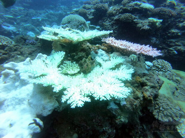 台東綠島、蘭嶼珊瑚白化日益嚴重，台東縣政府呼籲從事水域活動的遊客選擇「海洋友善商品」或是採取穿長袖等物理性防曬，避免使用化學防曬乳危害珊瑚。（台東縣政府提供）