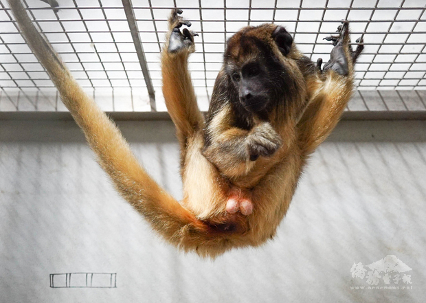 台北市立動物園表示，動物園透過歐洲瀕危物種保育計畫向新加坡引進的「黑吼猴」已於日前平安抵達園區，將接受為期一個月的檢疫。（台北市立動物園提供）