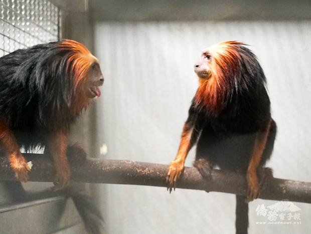台北市立動物園表示，動物園向新加坡調度「金頭獅狨」（圖）等動物園首次引進的物種，待牠們完成檢疫、適應新環境後就能和民眾見面。（台北市立動物園提供）