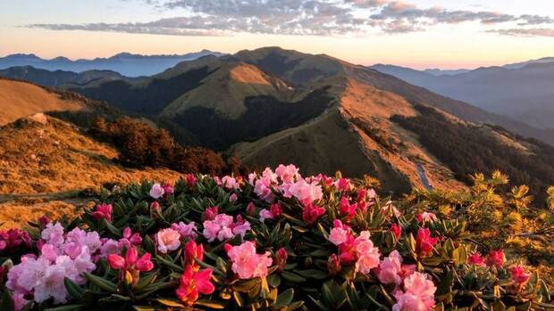 合歡山杜鵑花近日盛開,合歡東峰半山腰玉山杜鵑開花約5成。圖為21日清晨花況。