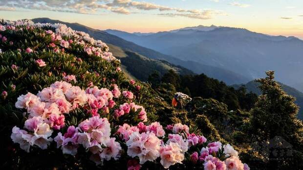 合歡山杜鵑花近日盛開,花期預計持續至6月。圖為21日清晨合歡東峰半山腰花況。