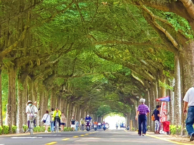 屏東潮州泗林綠色隧道綿延1.2公里長的小葉欖仁樹正值開花結果期,綠意盎然,不少民眾在林蔭下休閒散步及運動,也吸引許多遊客前往打卡。