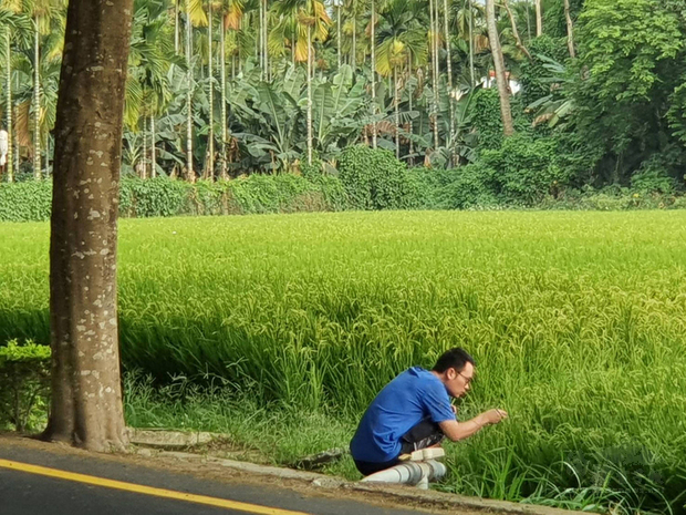 屏東潮州泗林綠色隧道兩旁有稻田、鳳梨田、零星住戶,還有1、2攤的小攤販,屏東縣警察局的警政休憩園區也設置在旁,入夏時分,稻田裡蛙鳴陣陣。