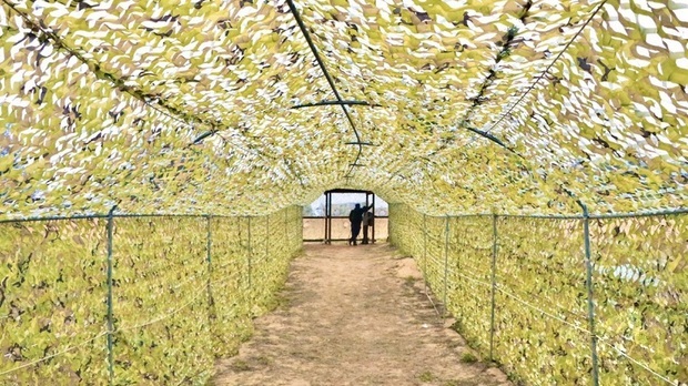 栗喉蜂虎是金門的夏候鳥,因鮮豔羽色及特殊繁殖行為,成為金門夏日最引人注目的焦點。金門縣金湖鎮公所表示,為讓遊客一睹栗喉蜂虎美麗身影,又避免造成干擾,與金門國家公園在青年農莊設置迷彩賞鳥通道及賞鳥平台。(金門縣金湖鎮公所提供)