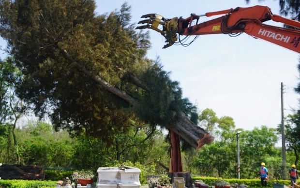 金門縣政府配合環島北路一段拓寬工程，執行路樹遷移作業，89棵木麻黃及其餘樹種將全部移除；看著路樹應聲而倒，民眾嘆木麻黃記憶缺了口。