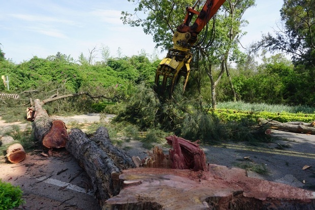 金門縣政府配合環島北路拓寬工程，執行路樹遷移作業；林務所說，這個路段的木麻黃樹幹多已腐朽，砍伐後發現內有大量白蟻，為了安全，必須移除。