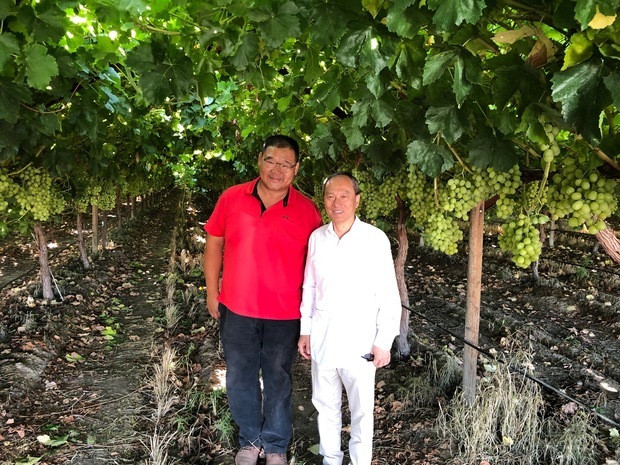 吳新興參訪葡萄園