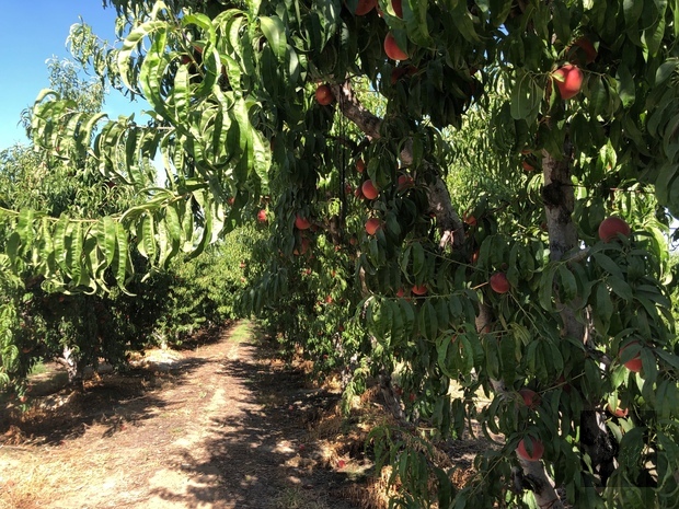 誼馨園水果農場
