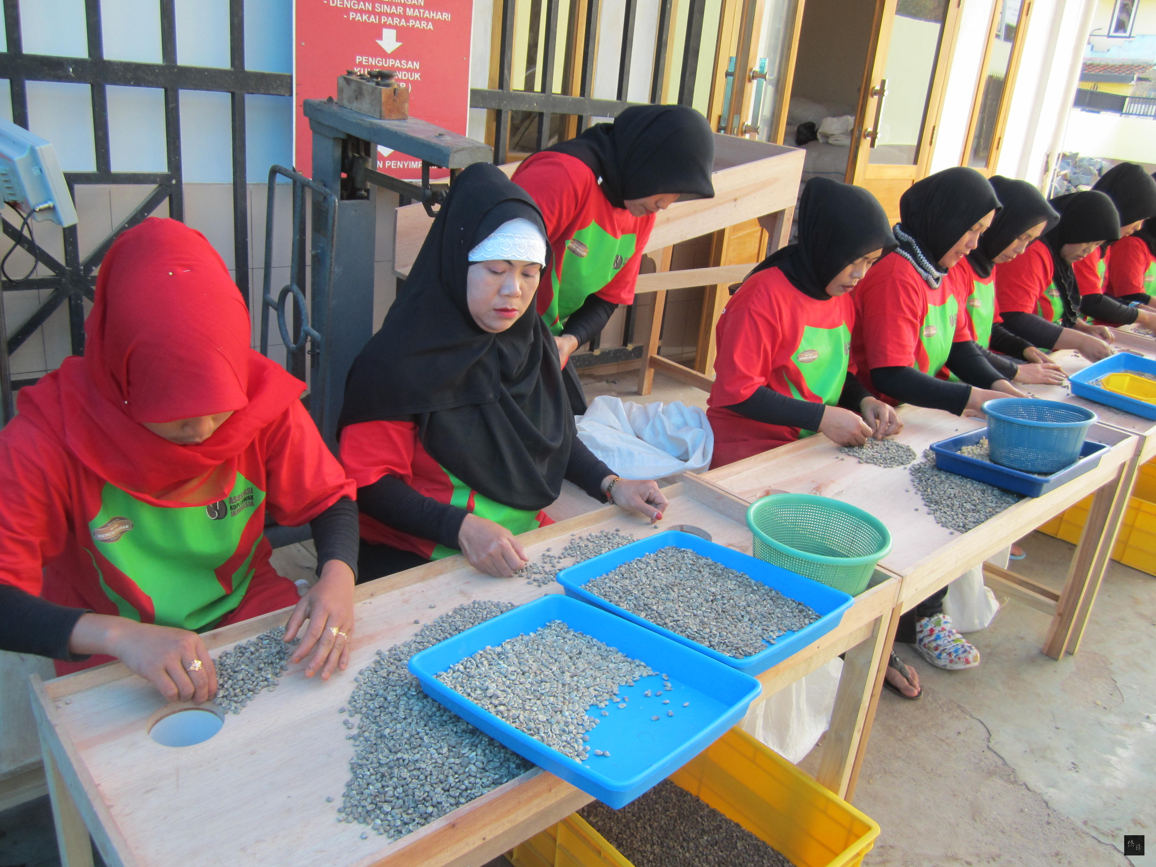 印尼僑務委員柯昭治在萬隆地區的咖啡園中，當地工人熟練篩選咖啡豆。（駐印尼代表處提供）