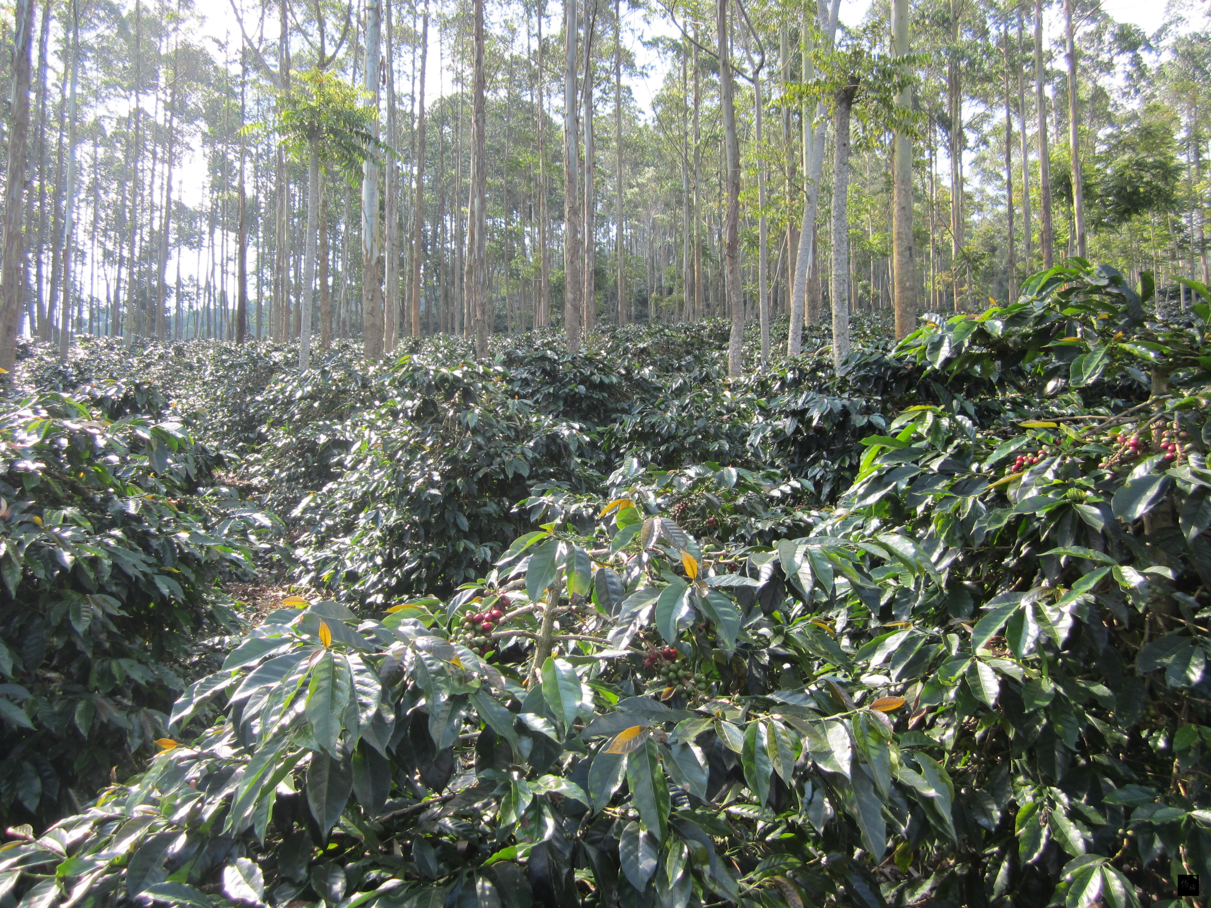 印尼僑務委員柯昭治在萬隆地區的咖啡園位於海拔1500公尺森林區。（駐印尼代表處提供）