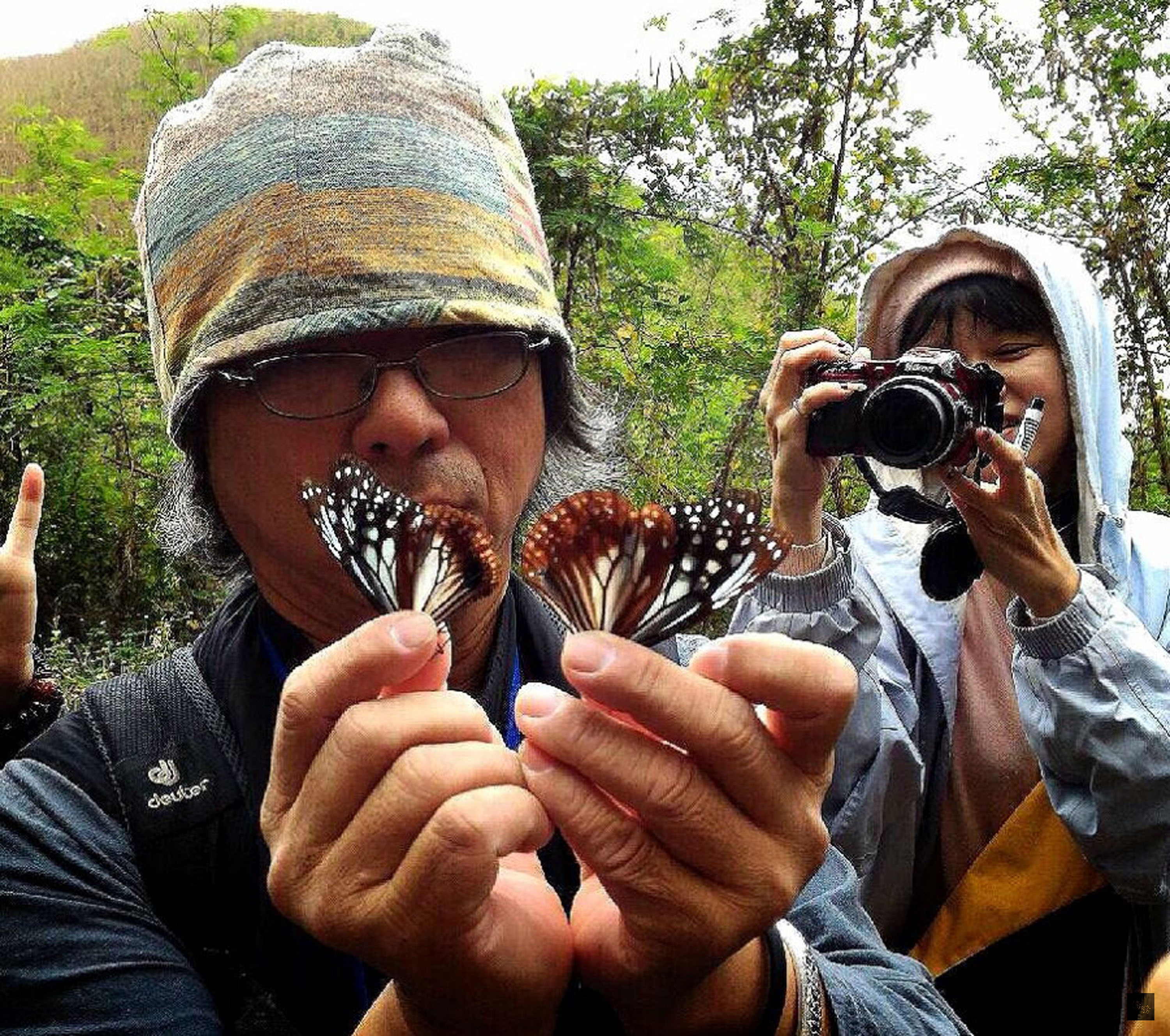 Over 700 Blue Tiger butterflies were found in Taiwan's outlying Penghu County this winter, with some of the delicate insects traveling long distances to Taiwan from Japan. (Photo courtesy of CNA)