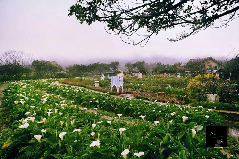The 2017 Calla Lily Festival kicked off Friday.(Photo courtesy of CNA)