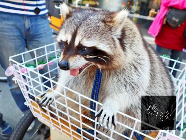A pet raccoon named Mantou sits in a basket in front of its owner’s bicycle at a bicycle rental shop at Taichung’s Houfeng Bikeway on Sunday./Photo courtesy of Taipei Times