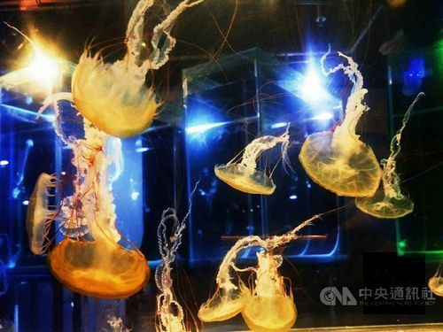 Photo courtesy of National Museum of Marine Biology and Aquarium