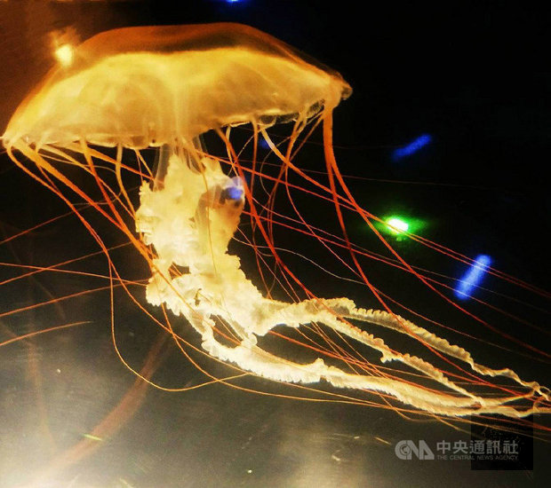 Photo courtesy of National Museum of Marine Biology and Aquarium