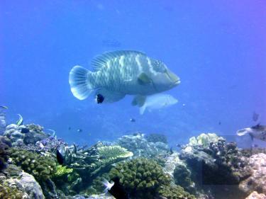 A 60cm-long Napoleon fish swims near the Dongsha Atoll corals on April 22, 2016./ Photo courtesy of Taipei Times