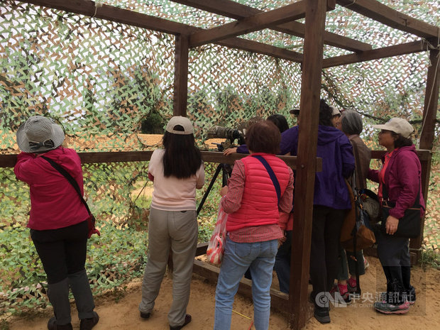 Tourists observe the migratory blue-tailed bee-eaters./Photo courtesy of CNA
