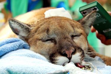 A sedated cougar receives a health check at Taipei Zoo in an undated photograph./Photo courtesy of Taipei Times.
