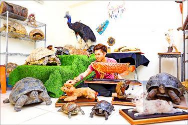 Taxidermist Kuo Wei-hung sits among some of the specimens he made in his Yunlin County studio on Friday./Photo courtesy of CNA