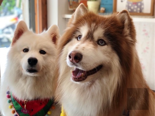 Michael (right) the husky and Puyo (left) the samoyed/Photo courtesy of CNA