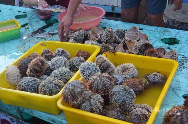 Sea urchins hit Penghu market Wednesday. / Photo courtesy of CNA