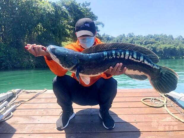 A man holds an invasive giant snakehead at Sun Moon Lake in Nantou County in an undated photograph./ Photo courtesy of the Nantou County Government