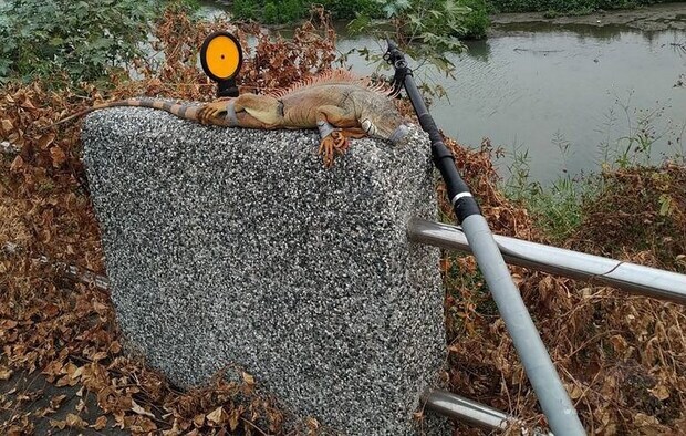 1.5-meter long green iguana captured in Pingtung. Photo courtesy of the Pingtung County Government