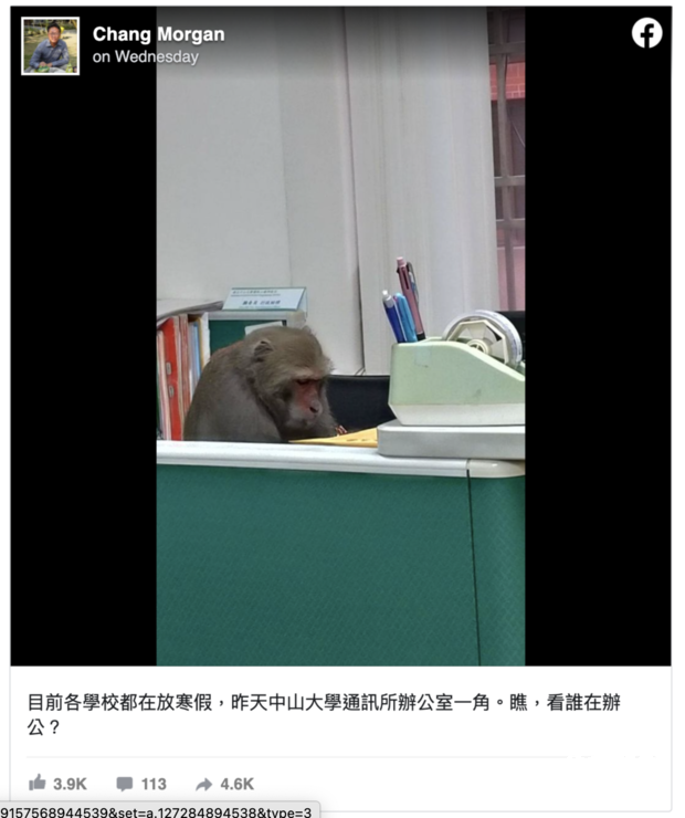 Photo of monkey 'working' at Kaohsiung university goes viral