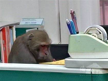 From the Facebook page of Chang Morgan https://www.facebook.com/mickle01