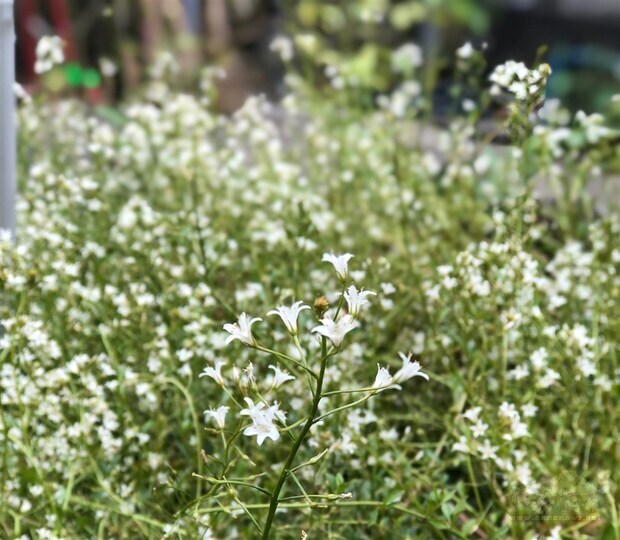 Once seen as extinct, flowering plant could blossom again in Keelung