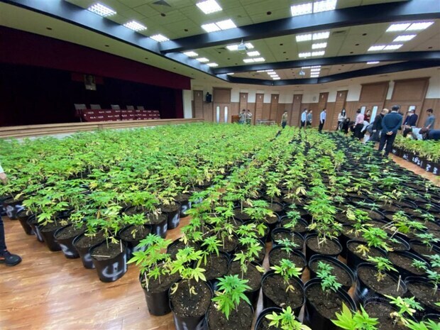 Taiwan's largest-ever haul of cannabis plants seized in Hsinchu