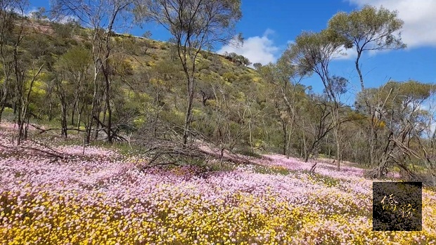 春天帶來的美麗花地毯,美不勝收!