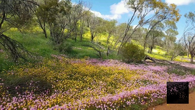 照片真的照不出花兒該有的鮮豔,親身體驗感受真的很不同。