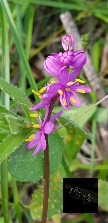 嬌美的野生蘭花，僅覓得這朵！我好像可以看見美麗的花精靈姿態。