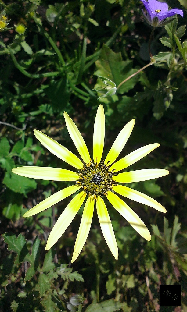 這種黃花隨處可見,但能綻放得如此美麗,僅你一朵。