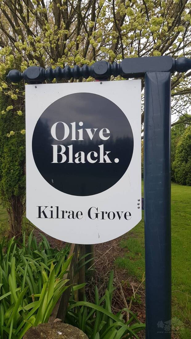 Olive Black的原鄉--位於維拉拉帕 (Wairarapa) 的Kilrae橄欖園。