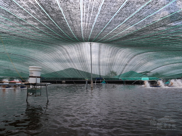 越南台商陳信銘用蘭花網為蝦池打造圓形尖頂、耐強風吹襲的「蒙古包」，不僅能阻絕鳥類傳播病毒，也能讓蝦池溫度保持在攝氏28度左右。圖為「蒙古包」內的養蝦情況。
