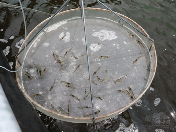 蝦子是越南賺取外匯的大功臣。據統計，2020年越南全國共有508家蝦類出口企業，銷往全球135個市場、出口額達37億美元。圖為養殖池裡的幼蝦。