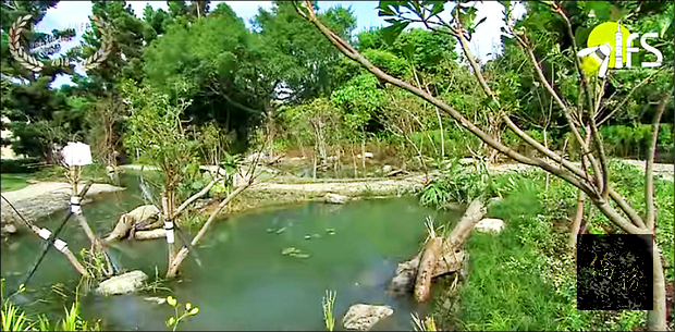 麥覺明拍攝的紀錄片「點亮臺灣之光，螢火蟲飛吧」榮獲今年休士頓國際影展最佳生態紀錄片金獎。（大安森林公園之友基金會提供）