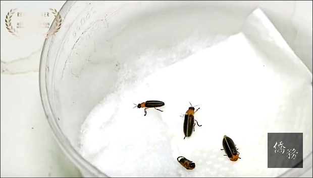 紀錄片「點亮臺灣之光，螢火蟲飛吧」讓民眾看到復育的成果，相當令人感動。（大安森林公園之友基金會提供）