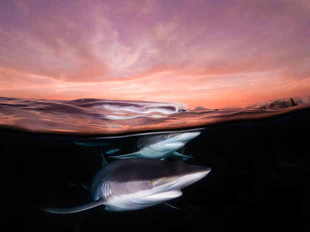 台灣攝影創作者吳秀玲以鯊魚與夕陽共舞的作品，在「
2018第20屆地球之海攝影比賽」獲得「館石昭獎」，這是日本水下攝影最高榮譽。圖為吳秀玲所拍攝的Shark at dusk作品。
（吳秀玲提供）