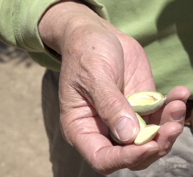 矽谷農夫林猛雄表示，杏仁果實香脆又有高營養價值。外殼用來做牛羊飼料、內殼加工後製作成木相框和傢俱等木製產品，一點也沒浪費。(中央社提供)